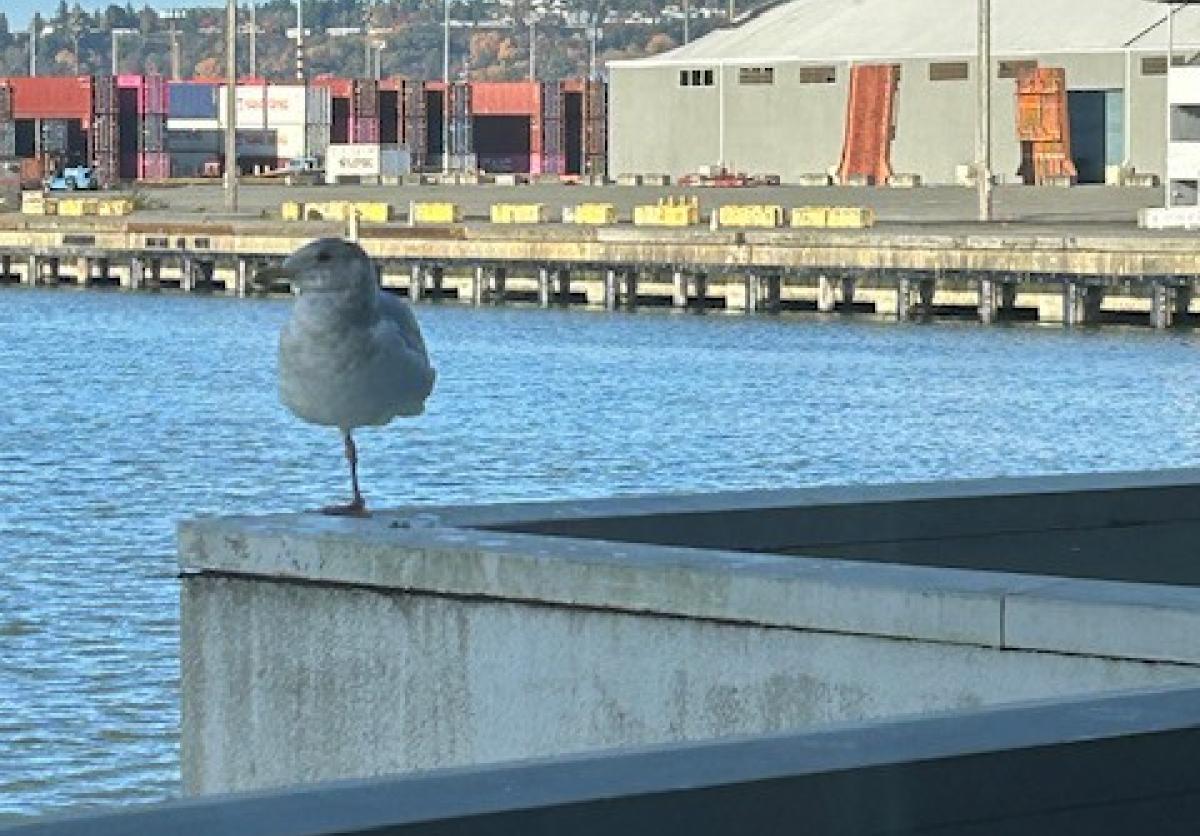 Tiny Tony, the scrappy seagull