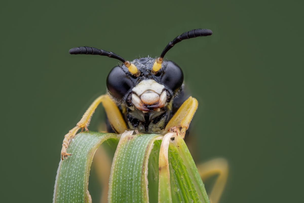 A single wasp perched on a leaf
