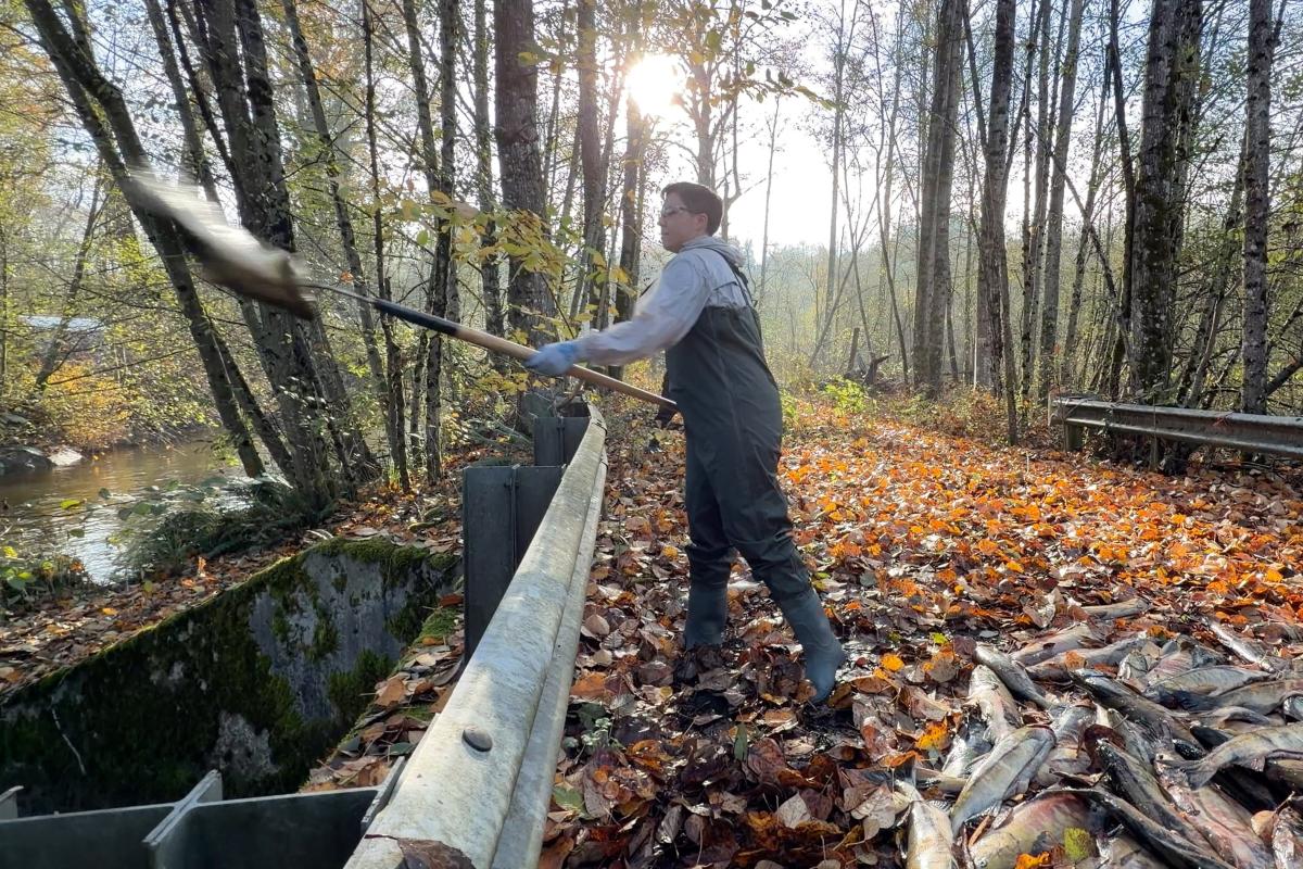 A person in coveralls throws a chum salmon into a creek.