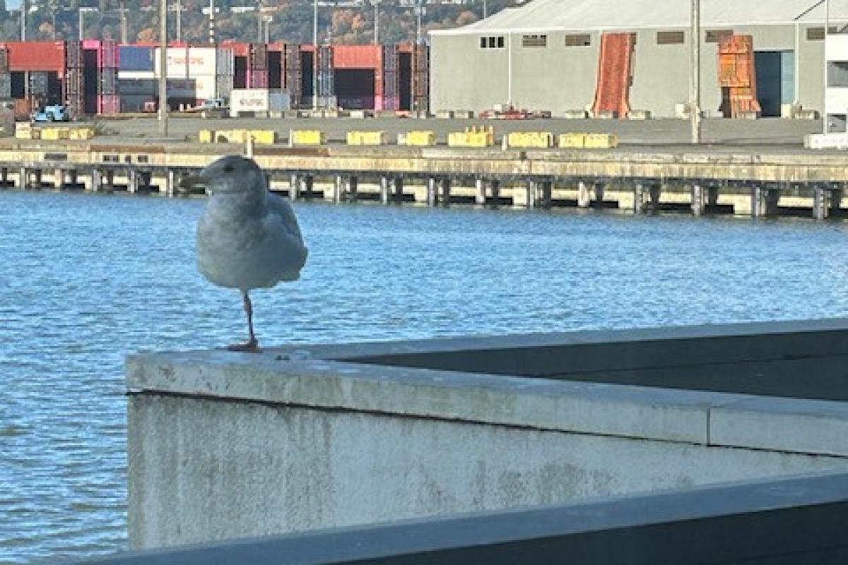 Tiny Tony, the scrappy seagull