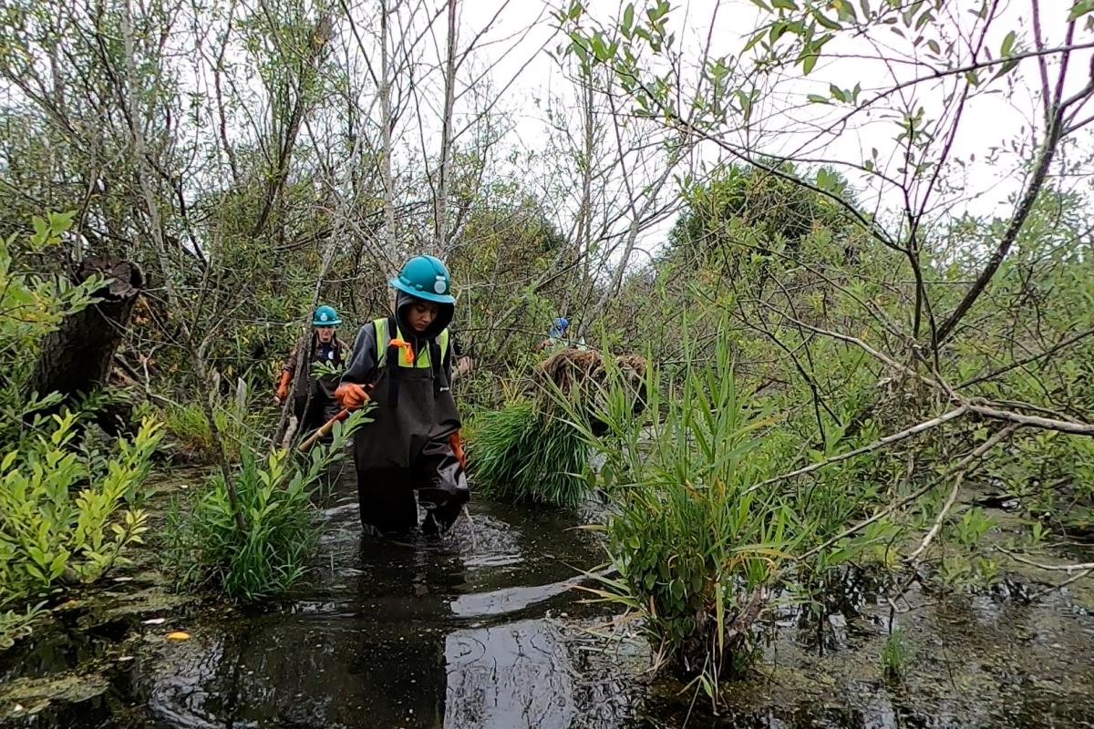 An Earthcorps crew member moves through the Upper Clear Creek wetland habitat site.