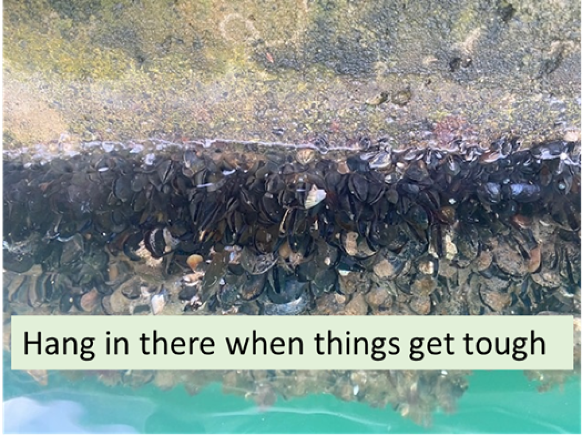 Mussels hang in there when things get tough