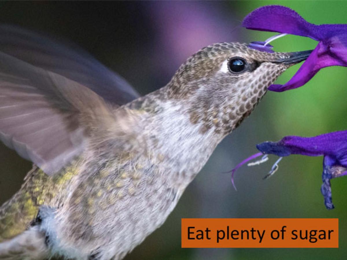 Hummingbirds eat plenty of sugar
