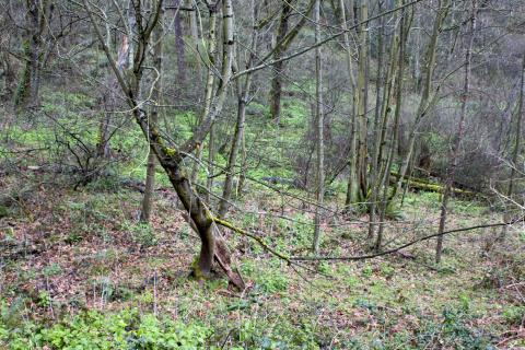 Julia's Gulch habitat site