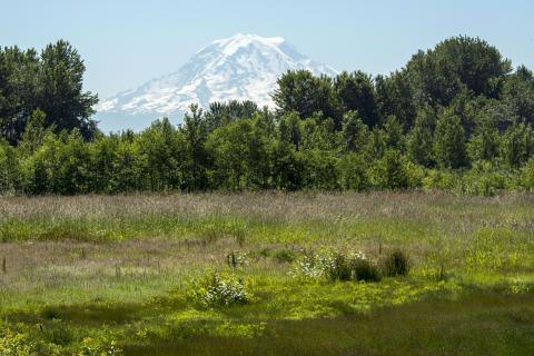 The Gog-le-hi-te wetlands