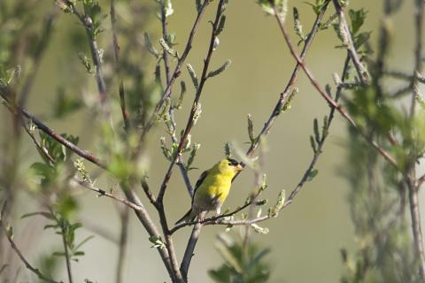 A bird at Gog-le-hi-te