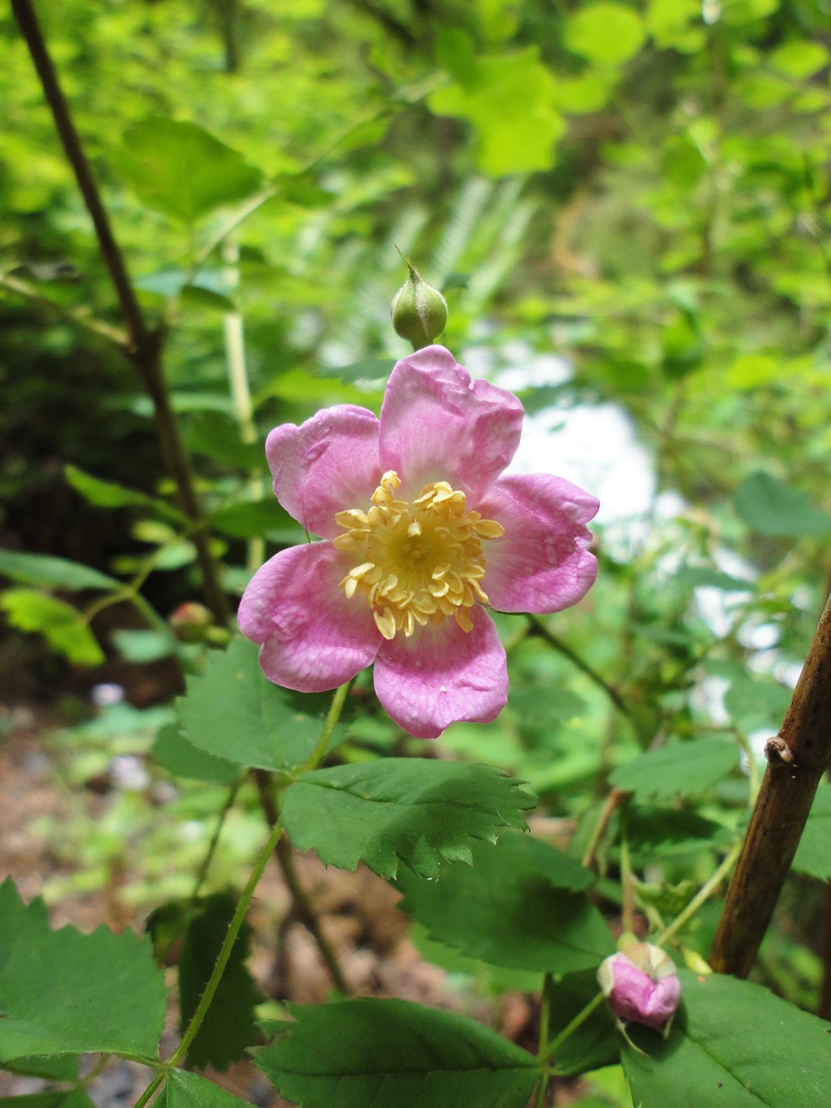 photo of a pink flower