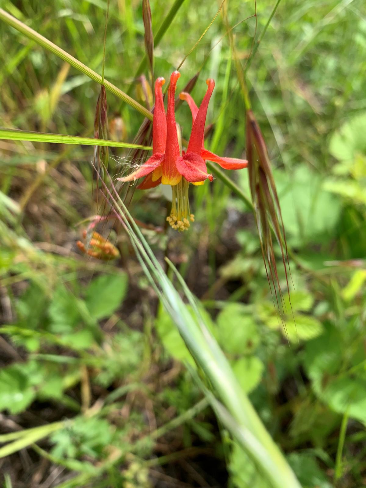 photo of red flowers