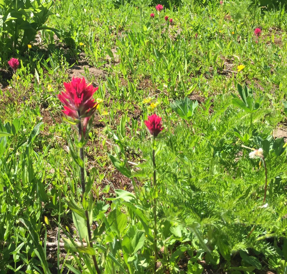 photo of red flowers