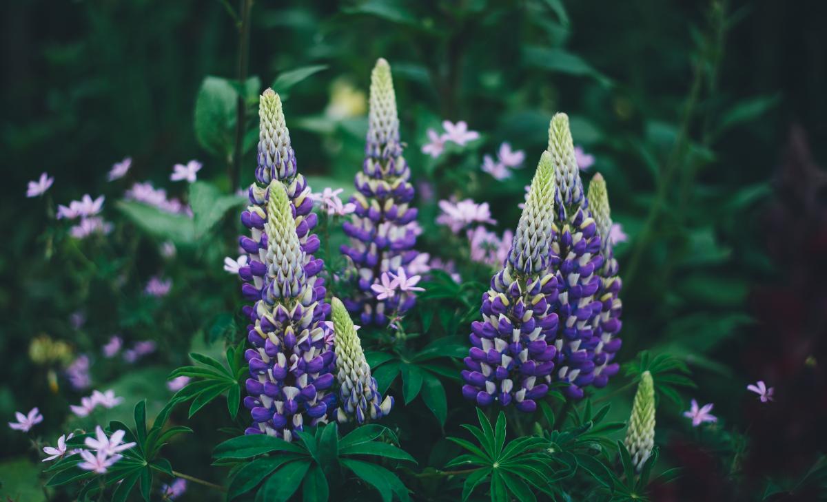 photo of blue flowers