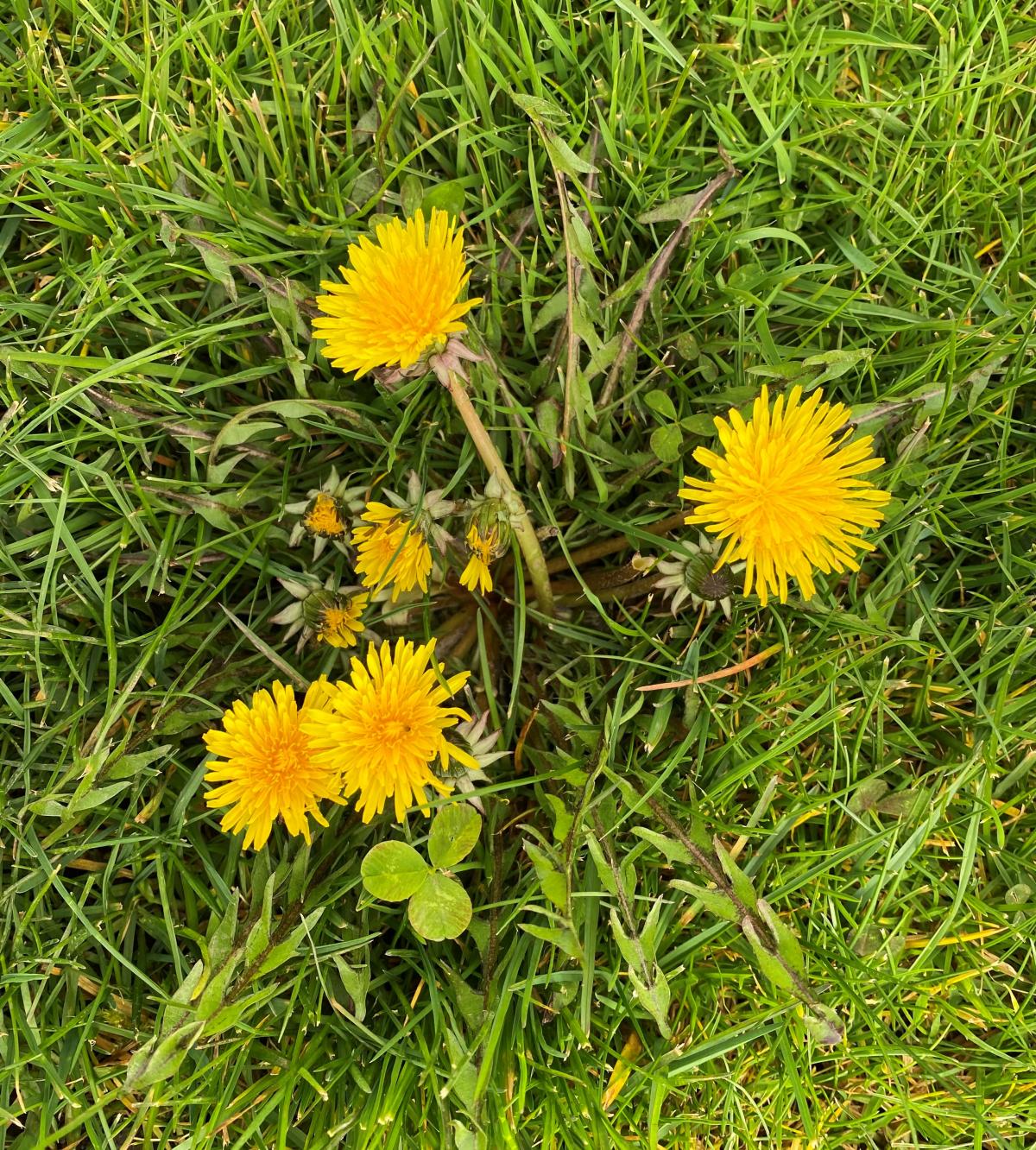 photo of dandelions