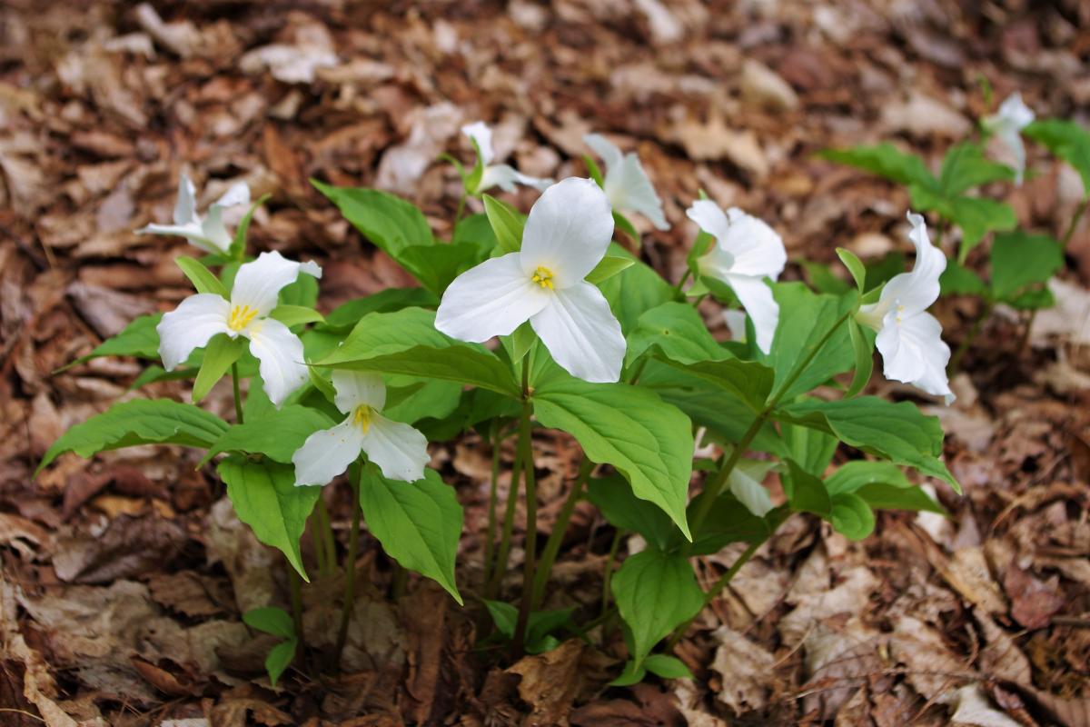 photo of white flowers