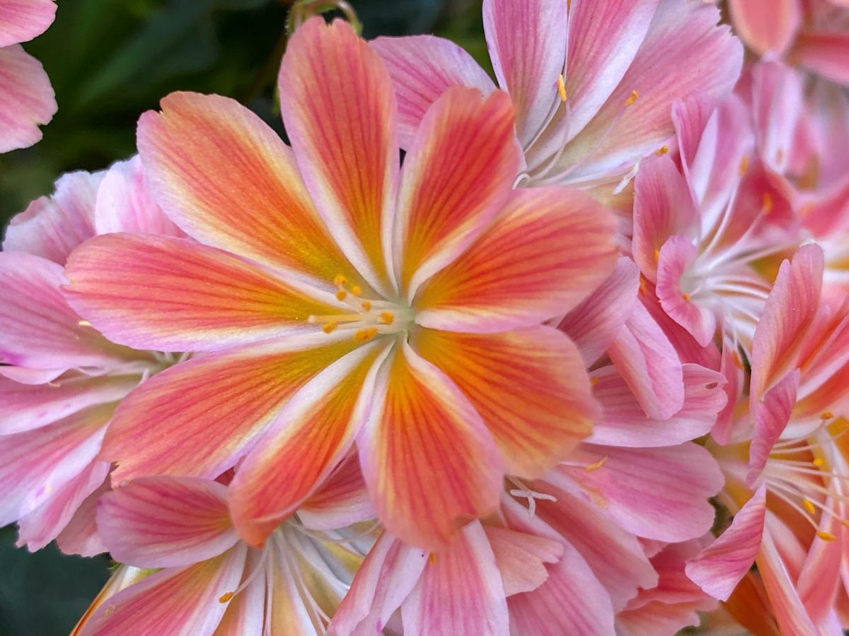 photo of pink flowers