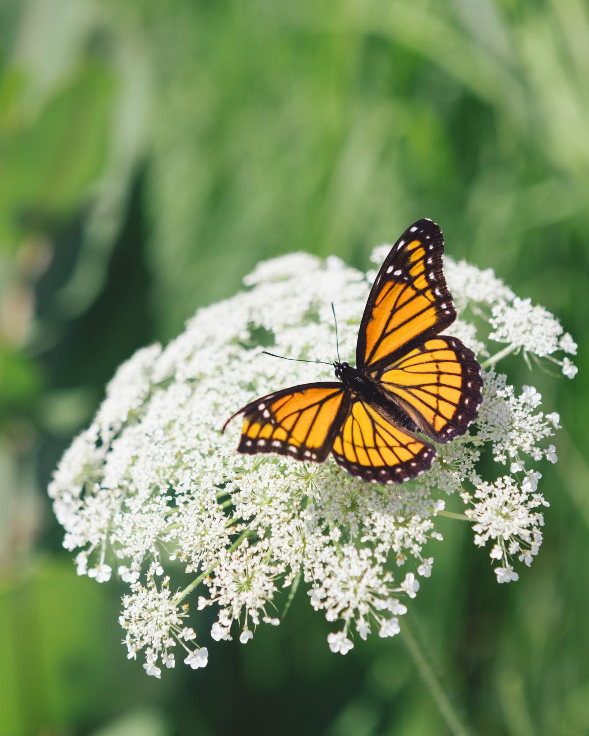 photo of a butterfly sitting on white lacy flowers