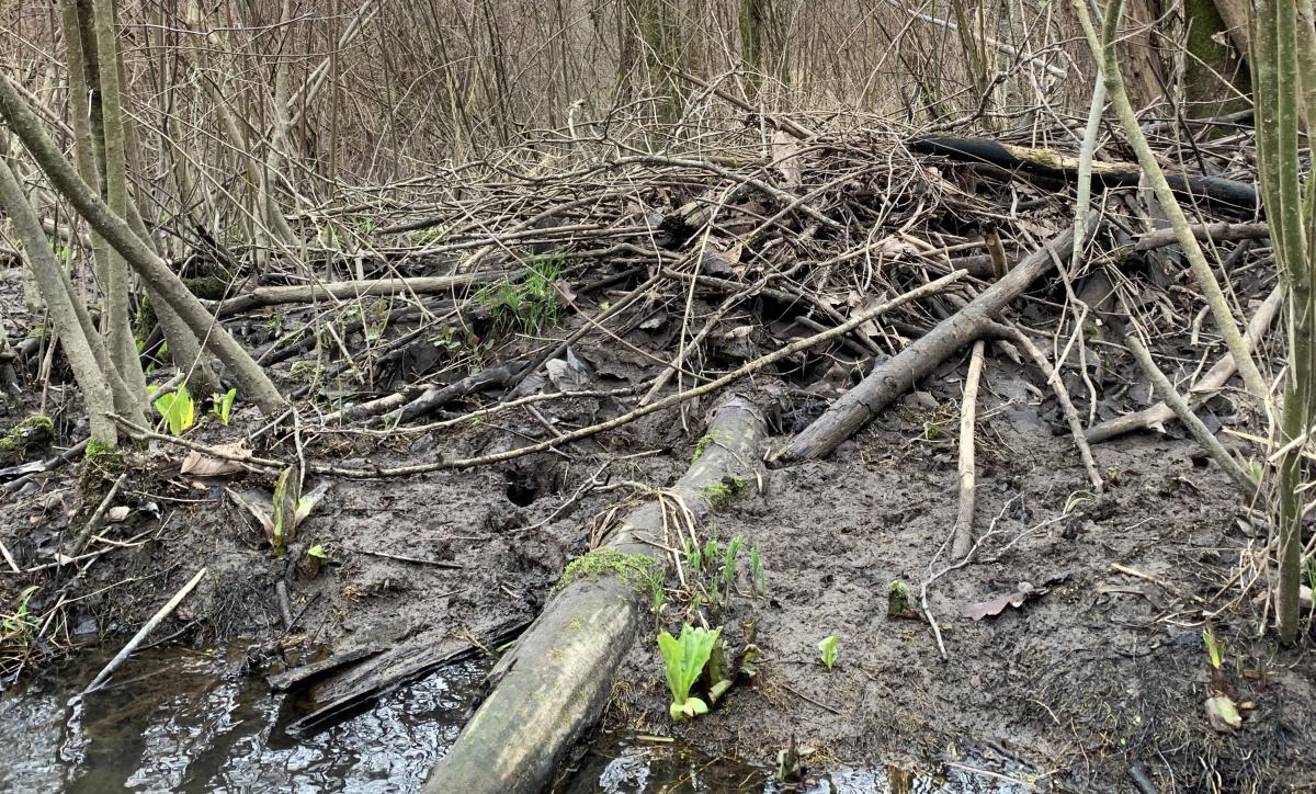 Beaver lodge