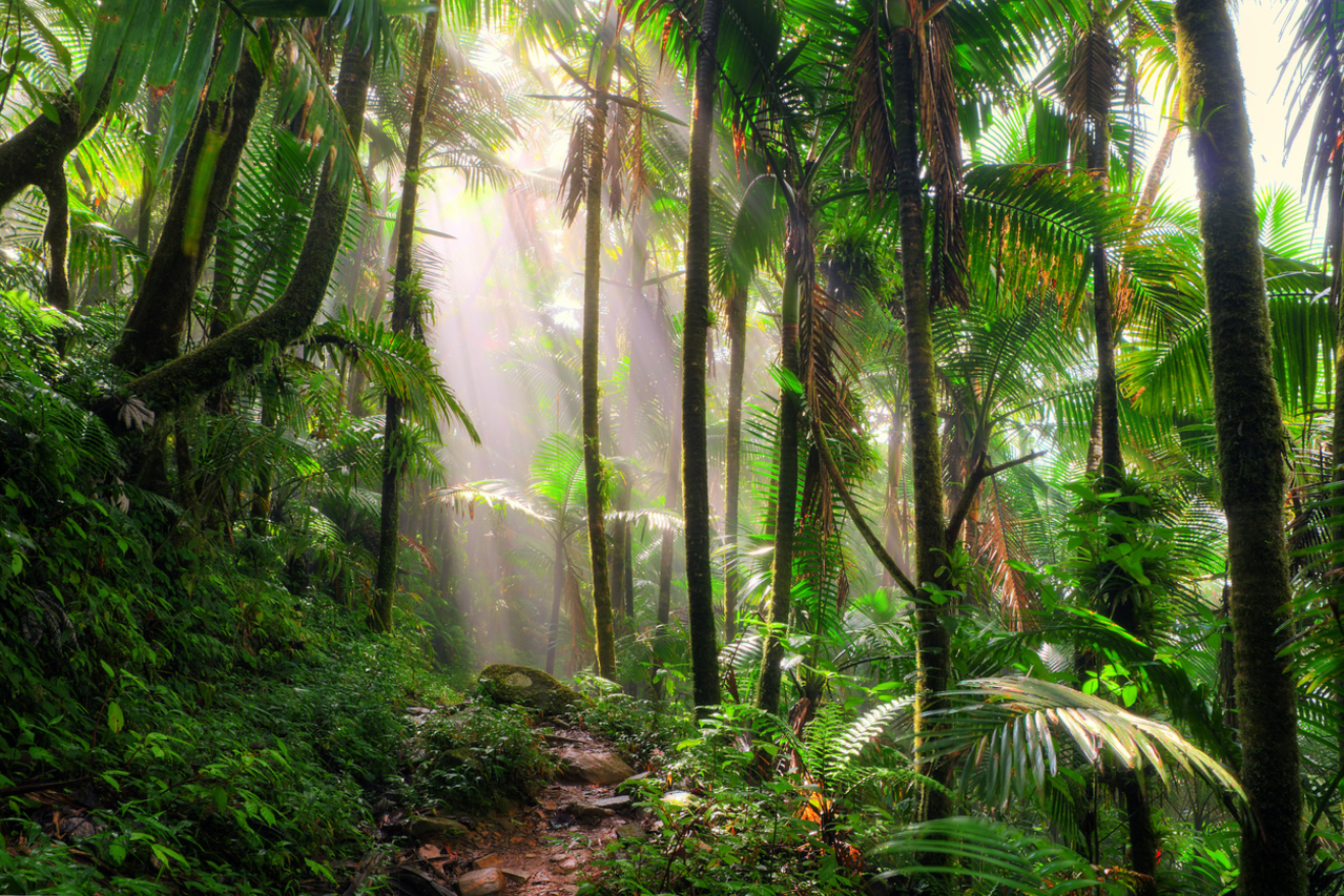 The life-changing dieta: plant medicine at Rainforest Healing Center