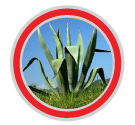 nectar de agave organico