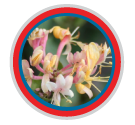 flor de manita para la ansiedad