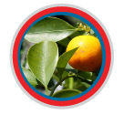 hoja de naranja para la ansiedad