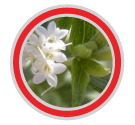 stevia