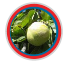 zapote blanco para el estres