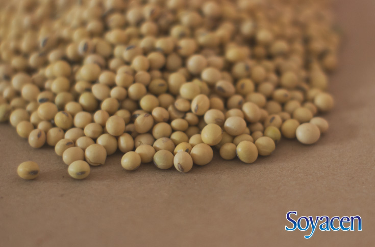 Soyacen BLOG | 7 beneficios de la proteína de soya