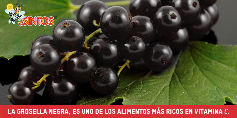 Grosella Negra