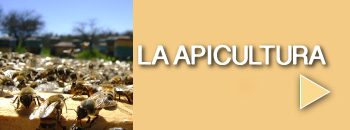 La apicultura, la crianza de las abejas