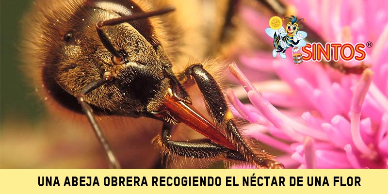 una abeja obrera recogiendo el nectar de una flor