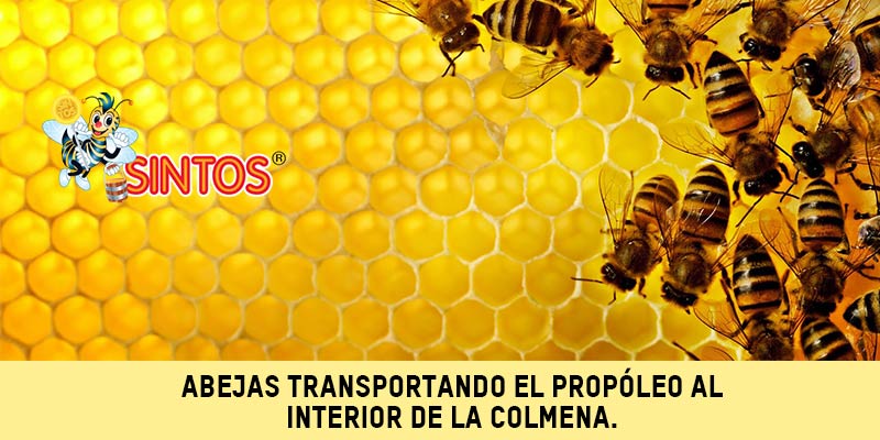 Abejas transportanto el propóleo al interior de la colmena
