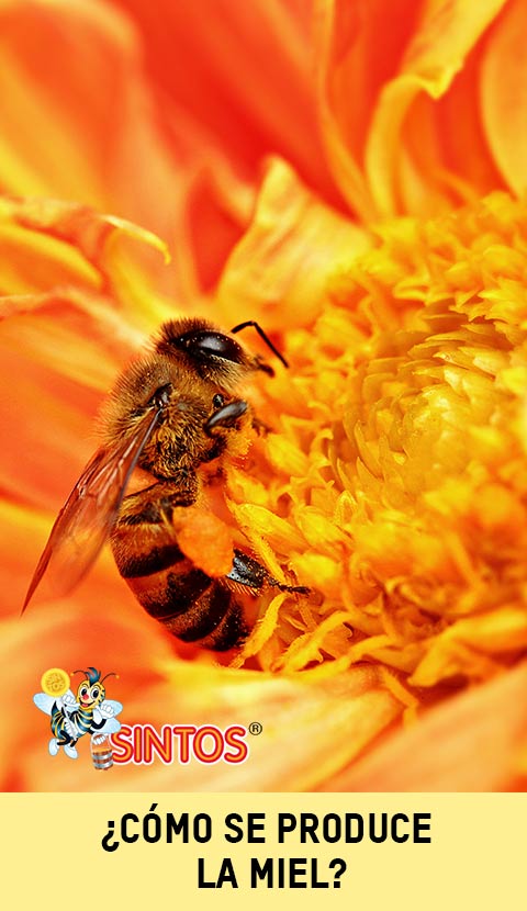 Cómo se produce la miel