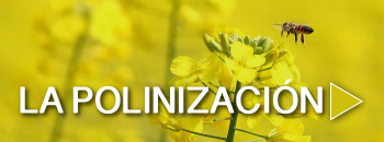 Las abejas y la polinización