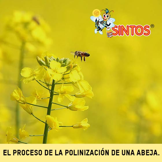 Las abejas y la polinización