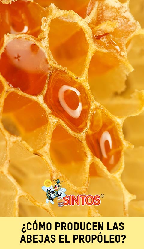 Cómo producen las abejas el propóleo