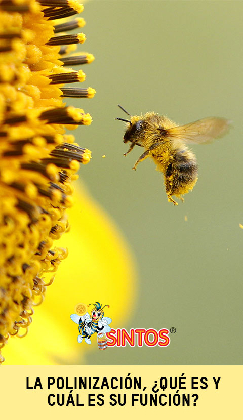 La importancia de las abejas en la polinización de los cultivos