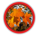 sabor maple