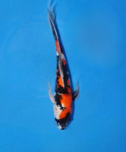 Showa Butterfly #137