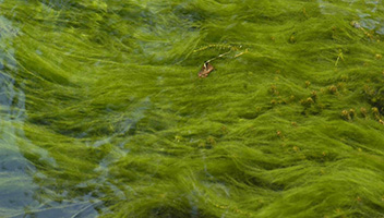 pond-algae-flowing pond-algae-flowing