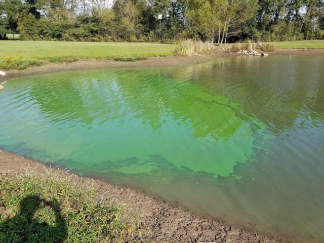 cyanobacteria-in-pond-640x480 cyanobacteria-in-pond-640x480