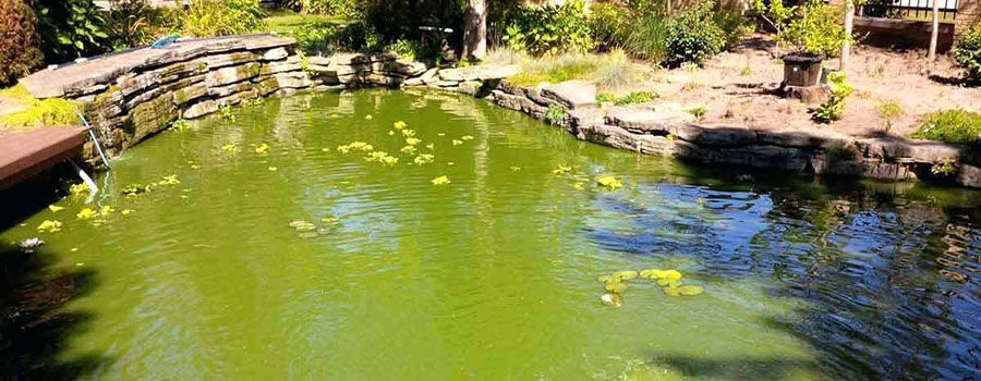 0013824_remove-pond-algae_900 0013824_remove-pond-algae_900