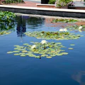 Atlantic-OASE Pond Dye - Image 4