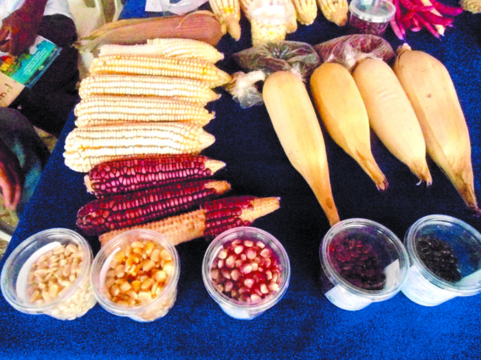 Campesinos cierran filas a favor de la semilla criolla en Nicaragua