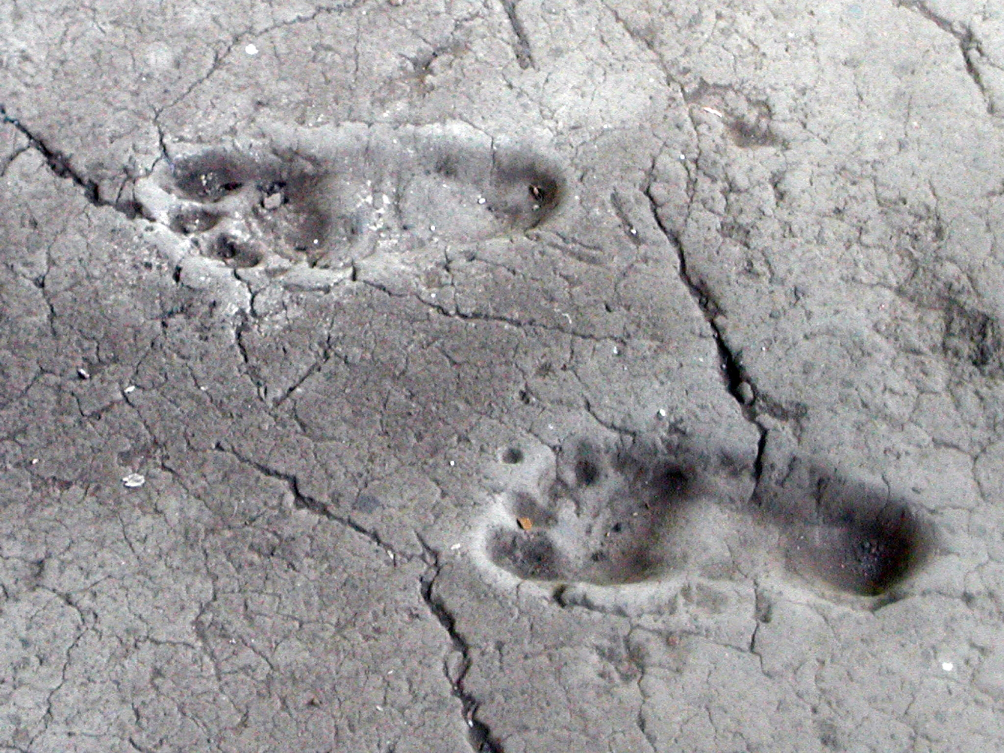 Huellas de Acahualinca tiene más de seis mil años