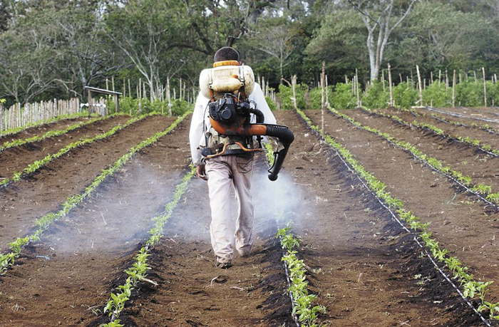 El agro en Nicaragua crece sin más insumos