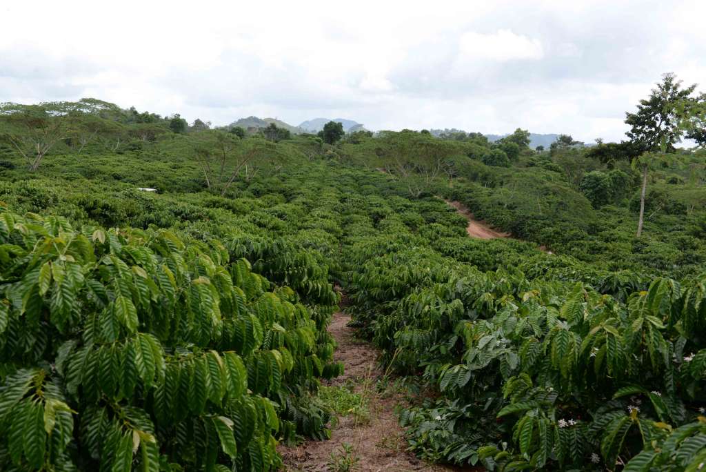 Robusta entre contradicciones