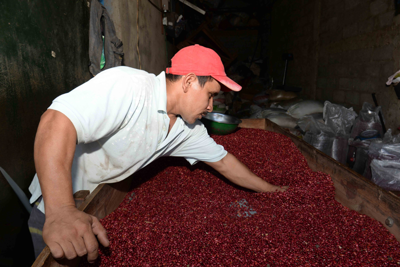 Baja casi 7% el volumen de las exportaciones de Nicaragua en enero de 2021. ¿Por qué se reportan más ingresos?