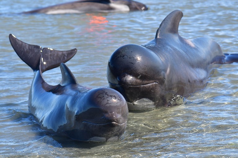 Unas 600 ballenas han encallado en una playa de Nueva Zelanda. LA PRENSA/AFP