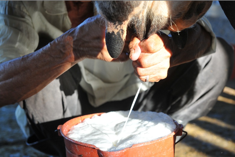 La falta de agua y pasto en varias zonas de Las Segovias preocupa a los productores, que ya comienzan a ver mermadas sus ganancias por la poca producción de leche. LA PRENSA/ARCHIVO