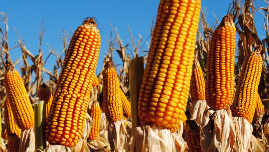 Piden bloqueo a transgénicos en Nicaragua