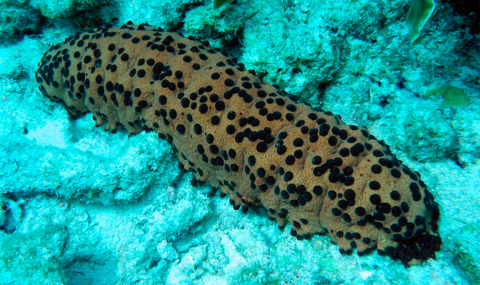 Industrias tras el pepino de mar